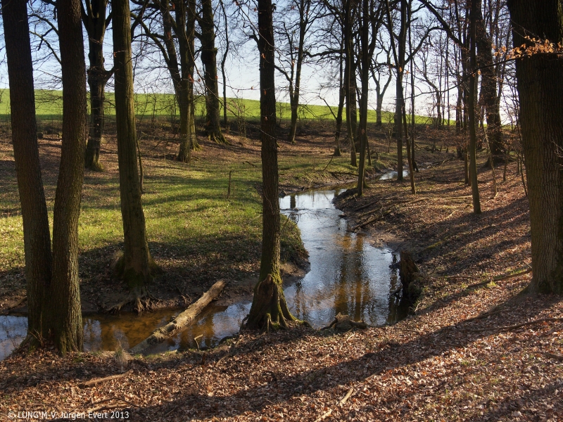 Foto von der Mildenitz. Ein naturnaher Bach, der durch einen Wald fließt. (Foto: LUNG M-V, Jürgen Evert 2013) Foto von der Mildenitz. Ein naturnaher Bach, der durch einen Wald fließt.