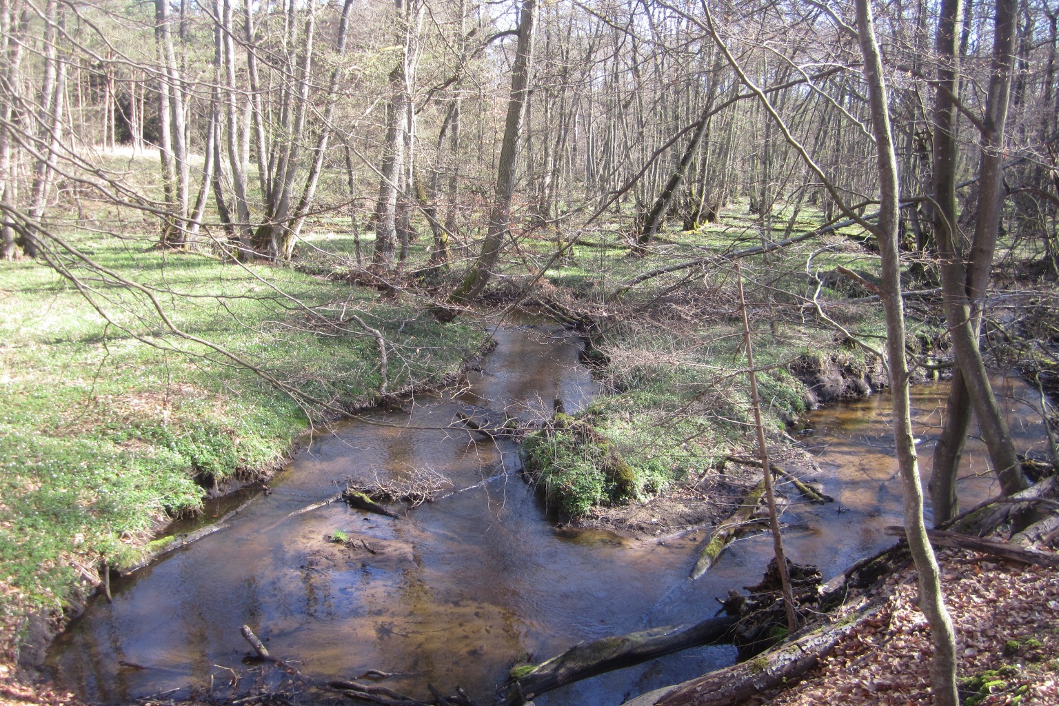 Foto vom Bebowbach. Beispiel für einen naturnahen, geschwungenen Bach mit Bäumen (Foto: bioplan, Waschek 2013) Foto vom Bebowbach. Beispiel für einen naturnahen, geschwungenen Bach mit Bäumen